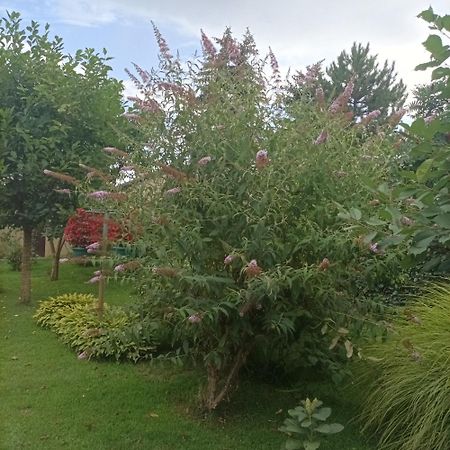 수보티차 Sobe Masa 게스트하우스 외부 사진