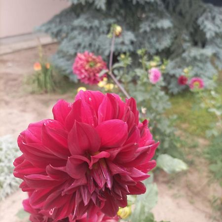 수보티차 Sobe Masa 게스트하우스 외부 사진