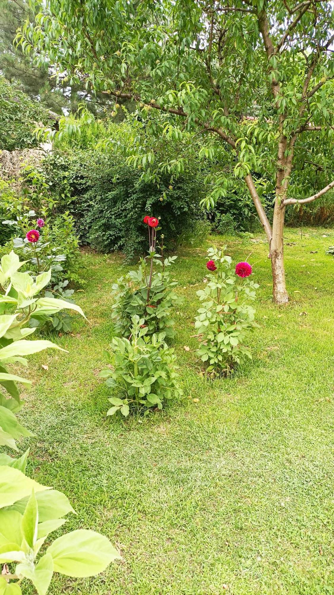 수보티차 Sobe Masa 게스트하우스 외부 사진